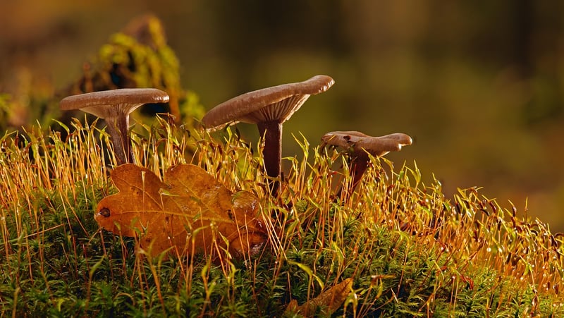 Moss and Fairy Dust